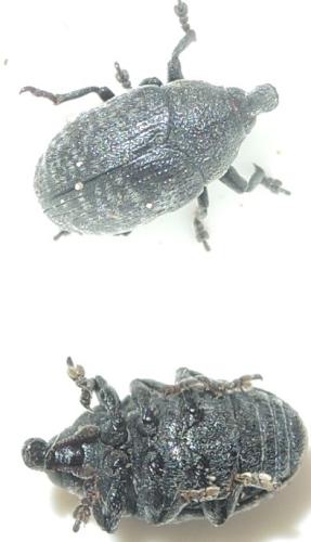 Larinus sp.
